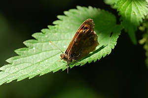 macro_019 